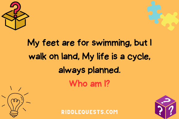 Twisted Riddles about Ducks